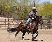 ridden-english-quarter-horse