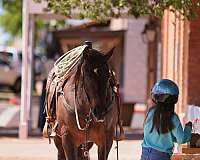 ridden-western-quarter-horse