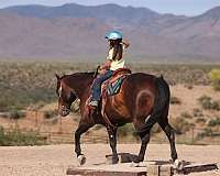 show-quarter-horse