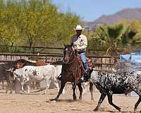trail-quarter-horse