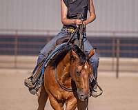 athletic-quarter-pony