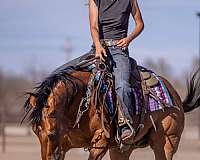 husband-safe-quarter-pony