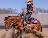 ranch-quarter-pony