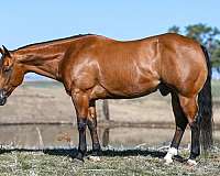 ranch-versatility-quarter-pony