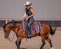 ranch-work-quarter-pony