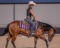 reining-quarter-pony