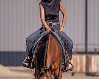 roping-quarter-pony