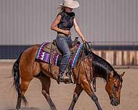 show-hack-quarter-pony