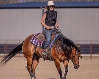 show-quarter-pony