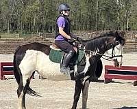 adult-paint-horse