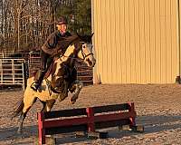 amateur-paint-horse