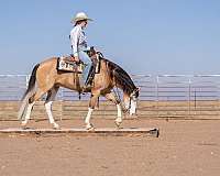 athletic-quarter-horse