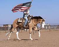 finished-quarter-horse