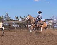 flashy-quarter-horse