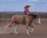 jumping-quarter-horse