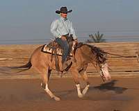 kid-safe-quarter-horse
