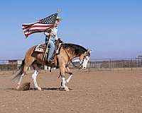 performance-quarter-horse