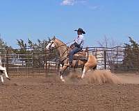 ranch-quarter-horse