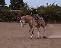 ranch-work-quarter-horse