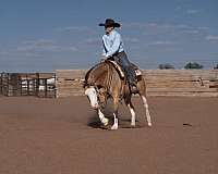 reining-quarter-horse