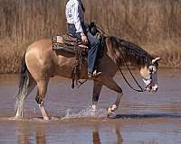 ridden-english-quarter-horse