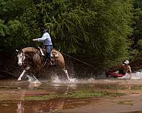 ridden-western-quarter-horse