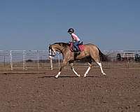 roping-quarter-horse
