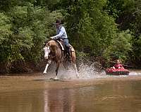 show-quarter-horse