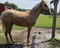 quarter-horse-mare
