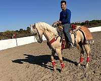 quarter-horse