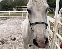 paso-fino-gelding