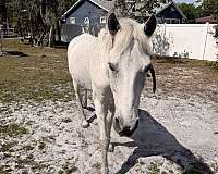 paso-fino-horse-for-sale