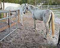 paso-fino-horse