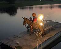dun-w-blk-points-husband-safe-pony