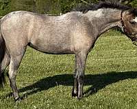 welsh-pony-filly