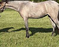 welsh-pony-for-sale