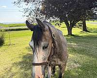 welsh-pony