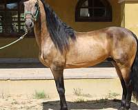 alto-andalusian-horse