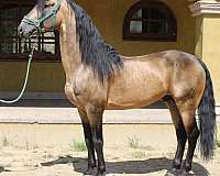 alto-horse