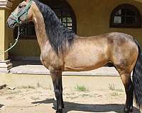 alto-stallion