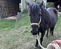 pony-for-sale