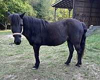 pony-mare