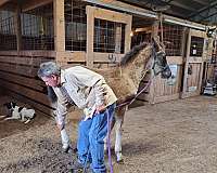 10-hand-missouri-fox-trotter-colt