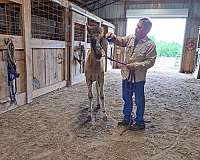 gaited-halter-colt-foal