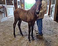 grey-missouri-fox-trotter-colt