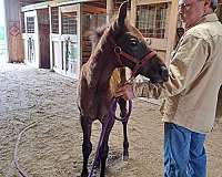 grey-mfthba-colt