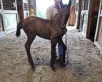 11-hand-missouri-fox-trotter-colt