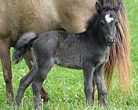 splash-white-filly