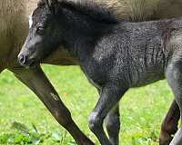 star-horse