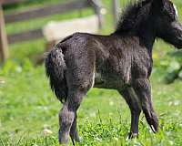 black-star-horse